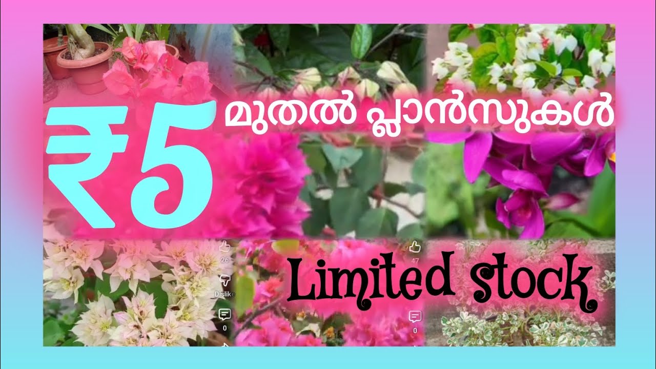 5 രൂപ മുതൽ plants wts 9562258148