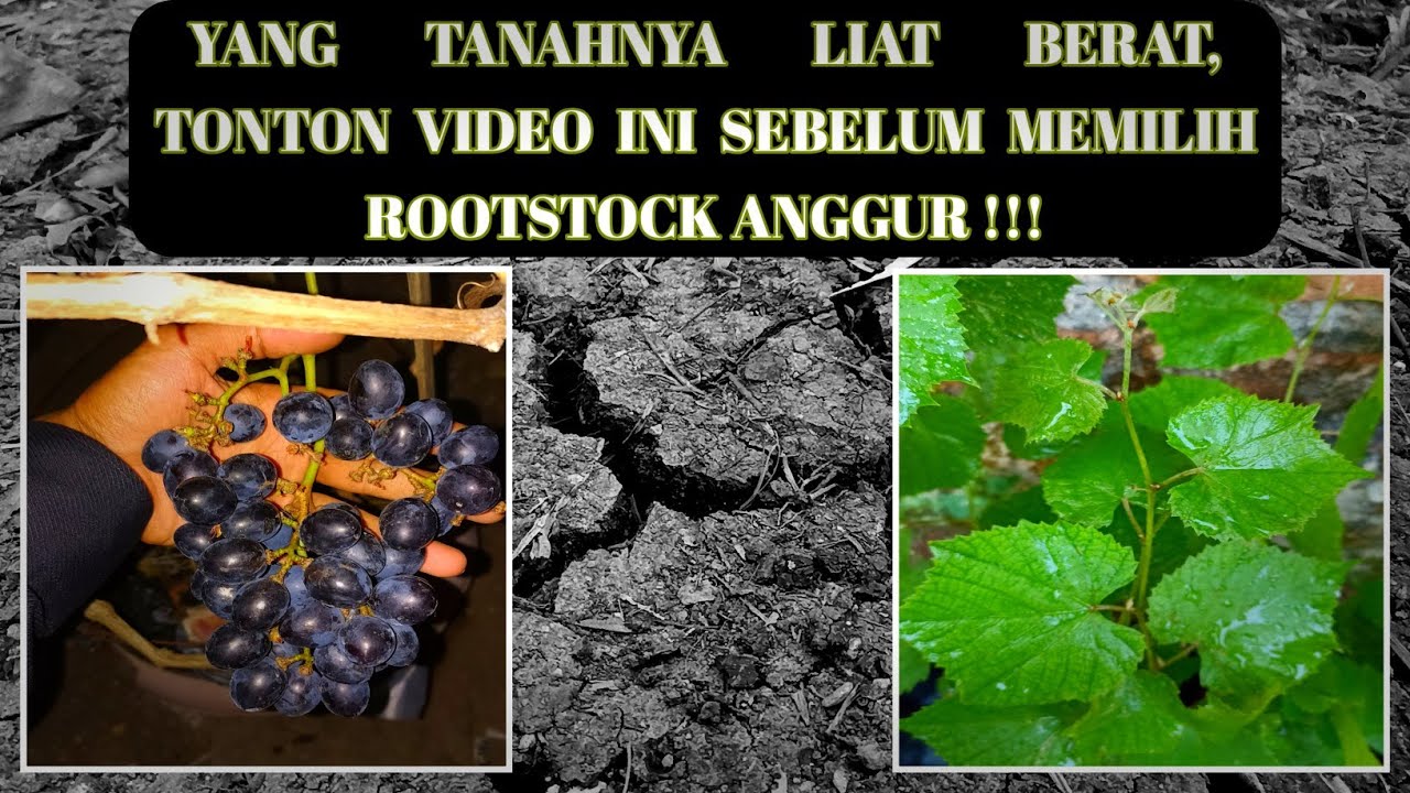 SPESIALIS TANAH LIAT - Review Rootstock Anggur IAC 572