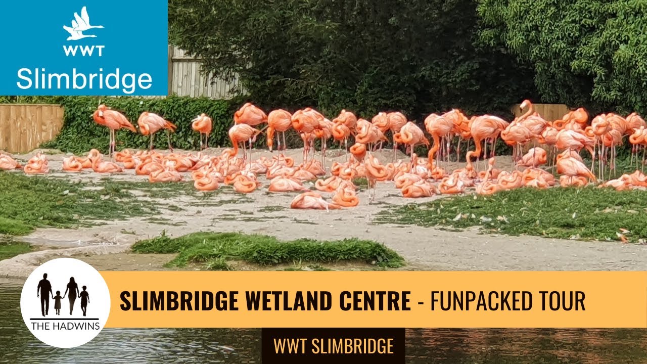 Slimbridge Wetland Centre | Things to See & Do | WWT Full Video Tour