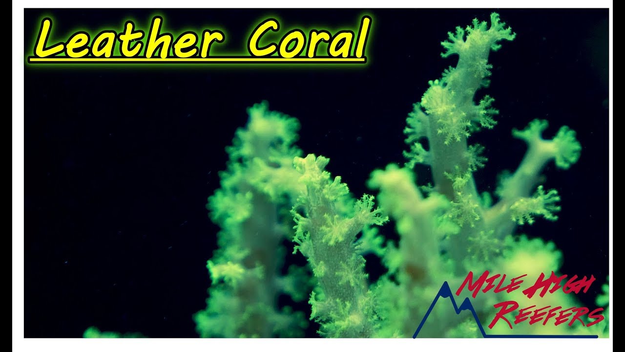 Leather Coral, Are You Doing It Wrong?