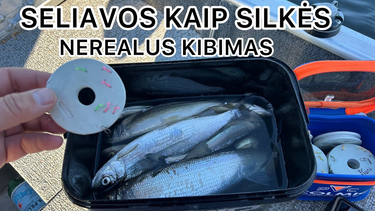 PRIGAUDĖM DAUG SELIAVŲ ANT ORIGINALAUS BAMBOS PŪKO 2024 ŽVEJYBA
