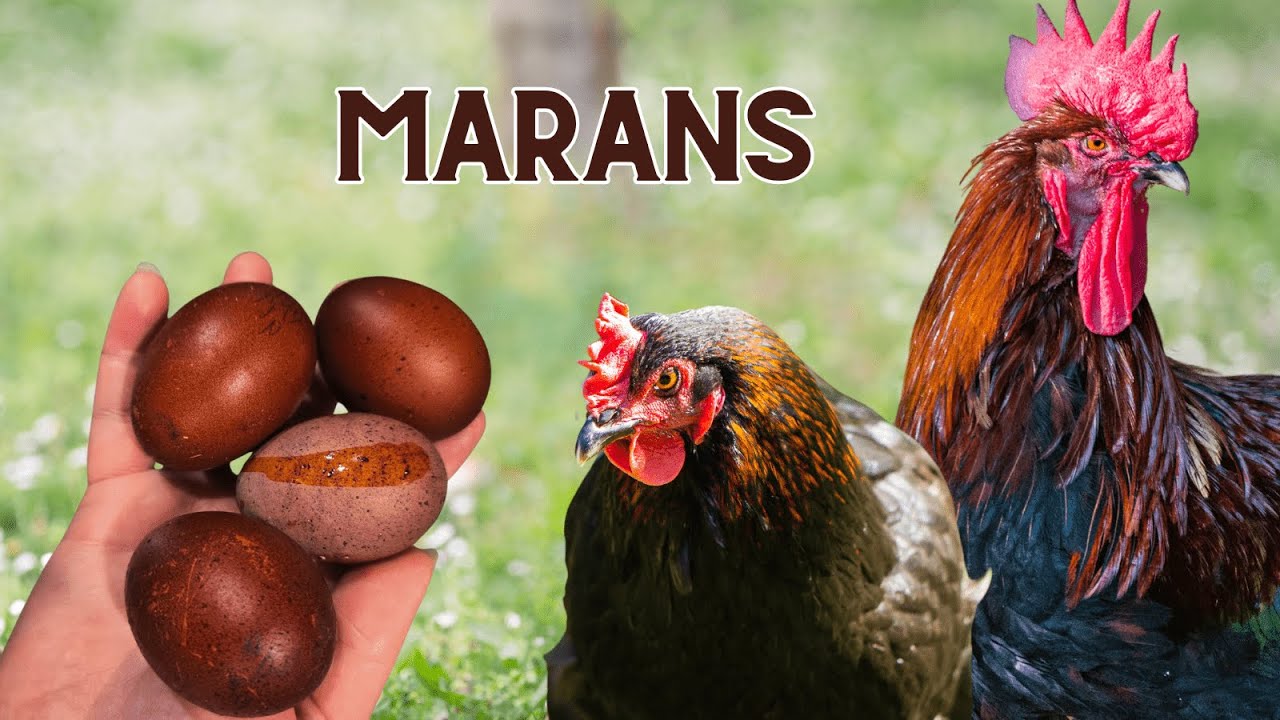 Gallinas Marans: La gallina de los huevos de oro color chocolate