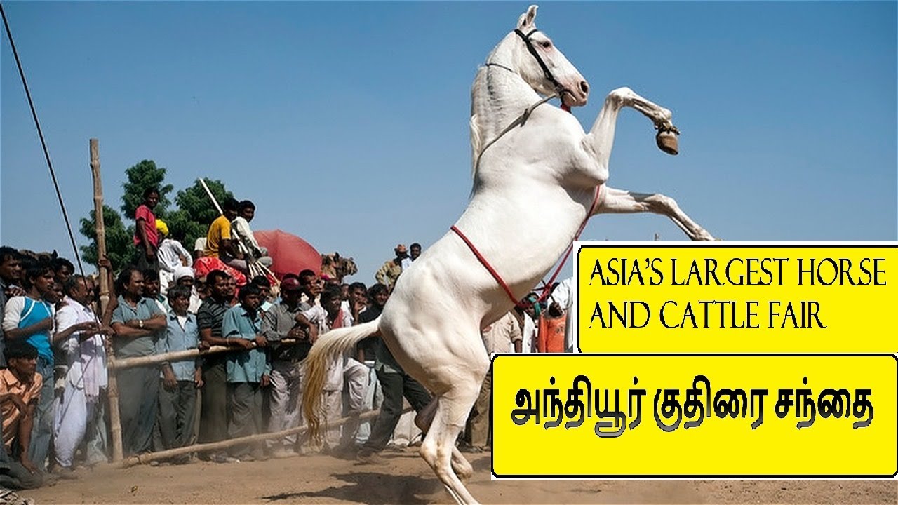 Asia's Largest cattle and horse fair |அந்தியூர் குதிரை சந்தை| divine tamil