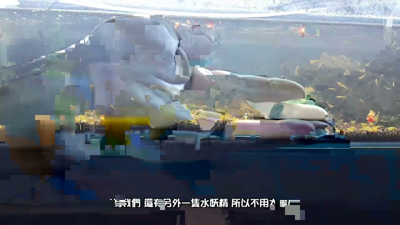 20210416 我的米蝦缸定期保養換水  但還是太晚....發生殼病了