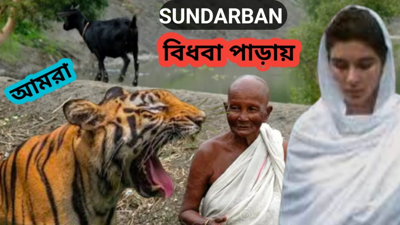 Widow Village In The Sundarban।বিধবা পাড়ার অজানা তথ্য।সুন্দরবন
