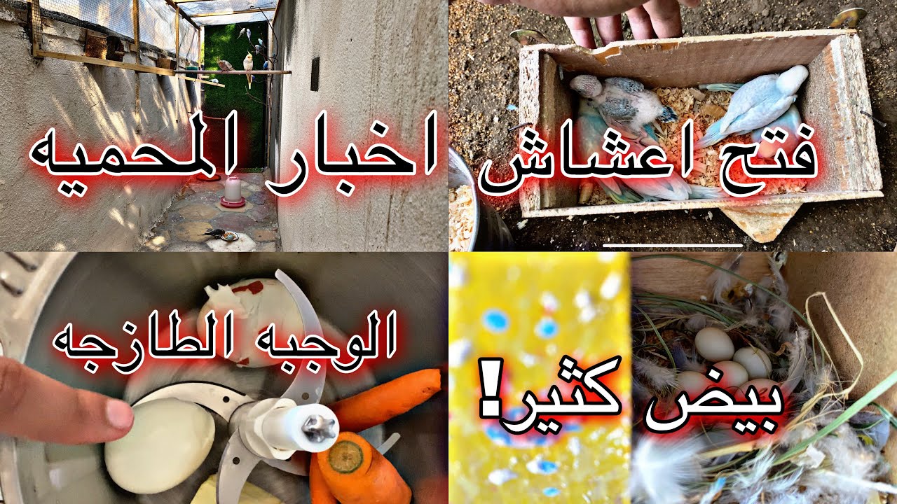 روتيني اليومي ويه الطيور 🦜فتح اعشاش طيور الحب والكوكتيل والفناجس😱🔥الوجبه الطازجه للطيور ؟!