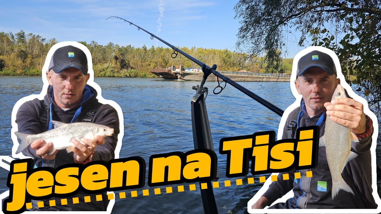 Jesenje feeder pecanje na Tisi, feeder pecanje deverike i sljivara 19.10.2024