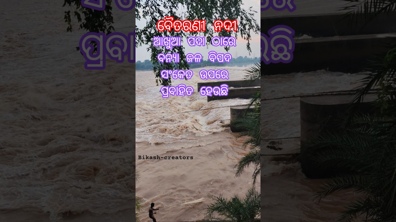Baitarani flood waters comes at akhuapada denger 🆘lavel crossed#argusnews #flood  #shorts #vlog