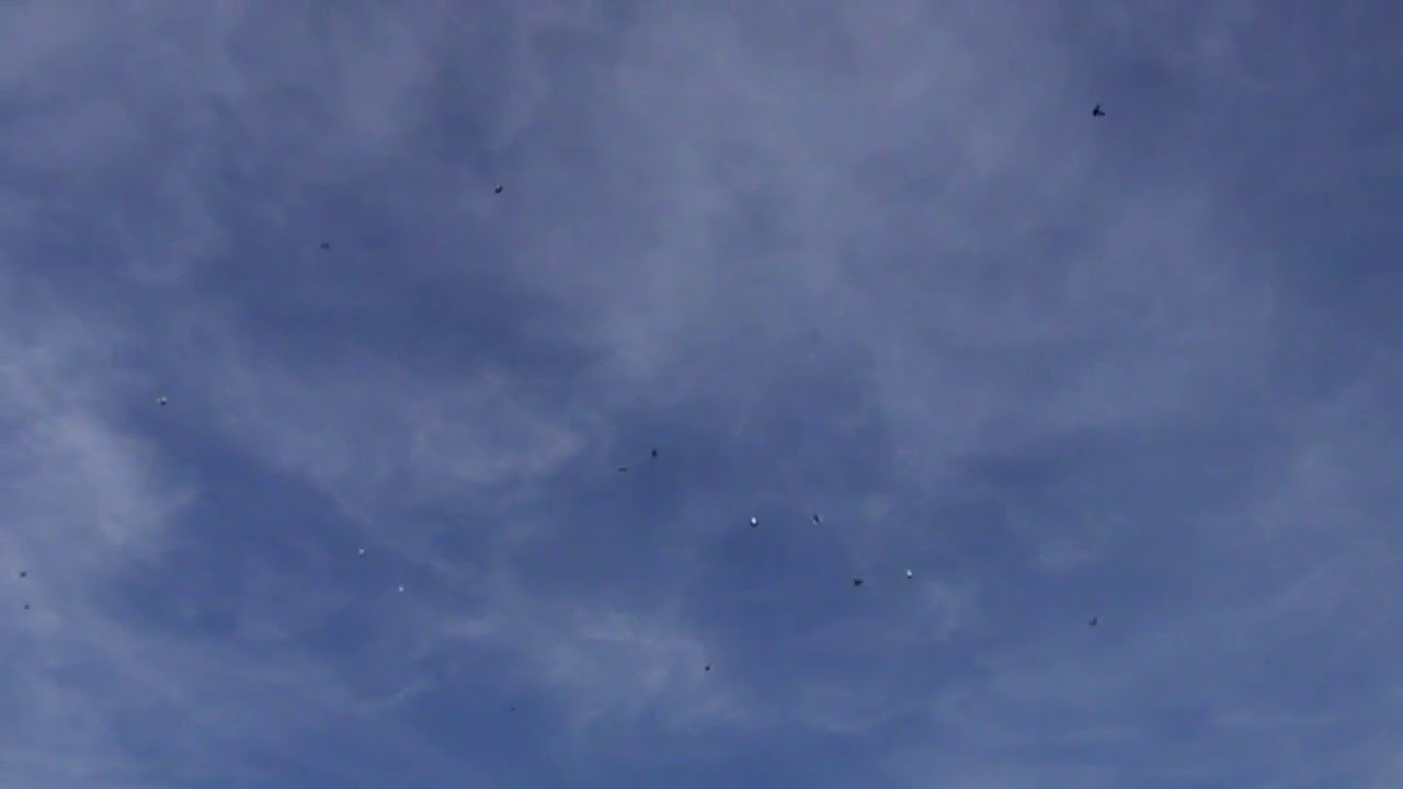 Greek Pigeons (Vutas)- Polimeris Pigeons