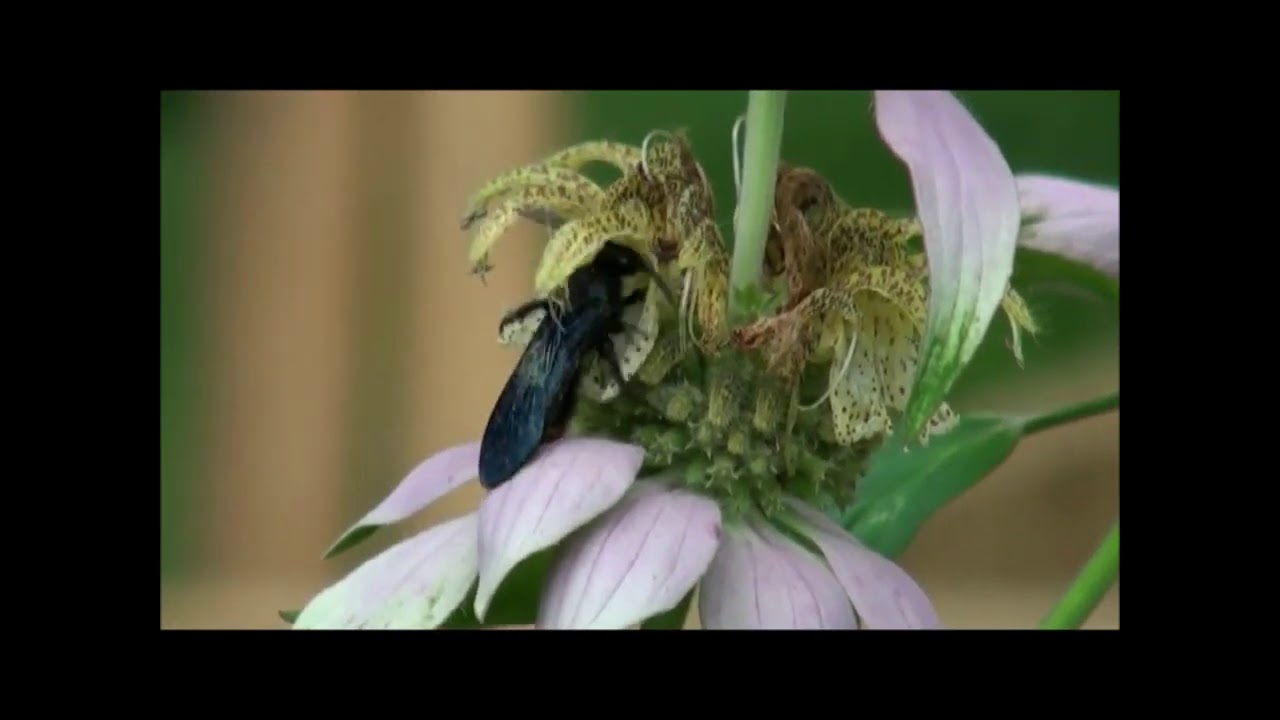 Digger wasps (Scolia dubia) nectaring 2020