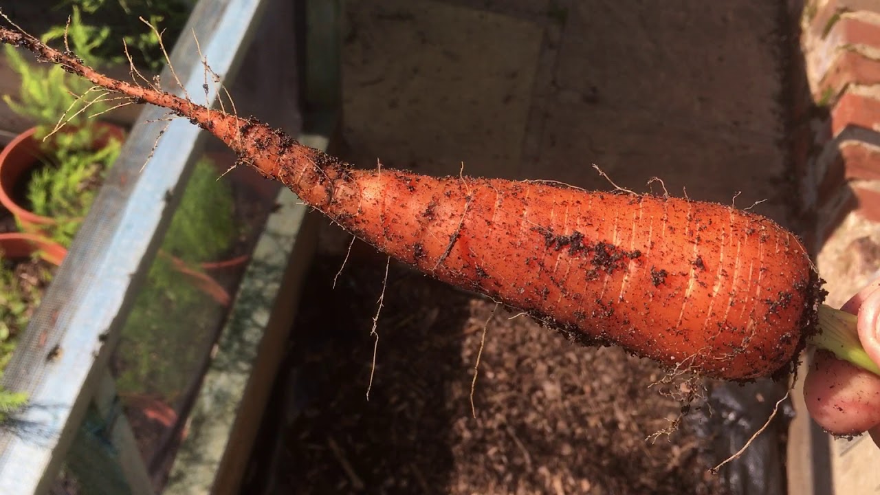 (44) A hard lesson learnt with Carrot fly