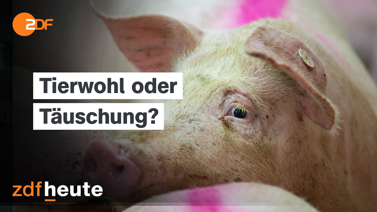 Wie viel Tierwohl steckt im Fleisch? Missst&auml;nde in Schweinest&auml;llen aufgedeckt | frontal