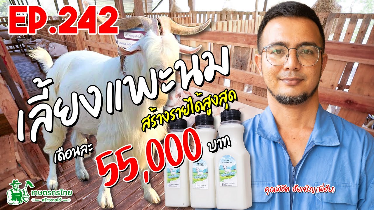 เลี้ยงแพะนม ขายนม ขายพันธุ์ สร้างรายได้ 55,000 บาท/เดือน l เกษตรกรไทย สร้างรายได้ Ep242