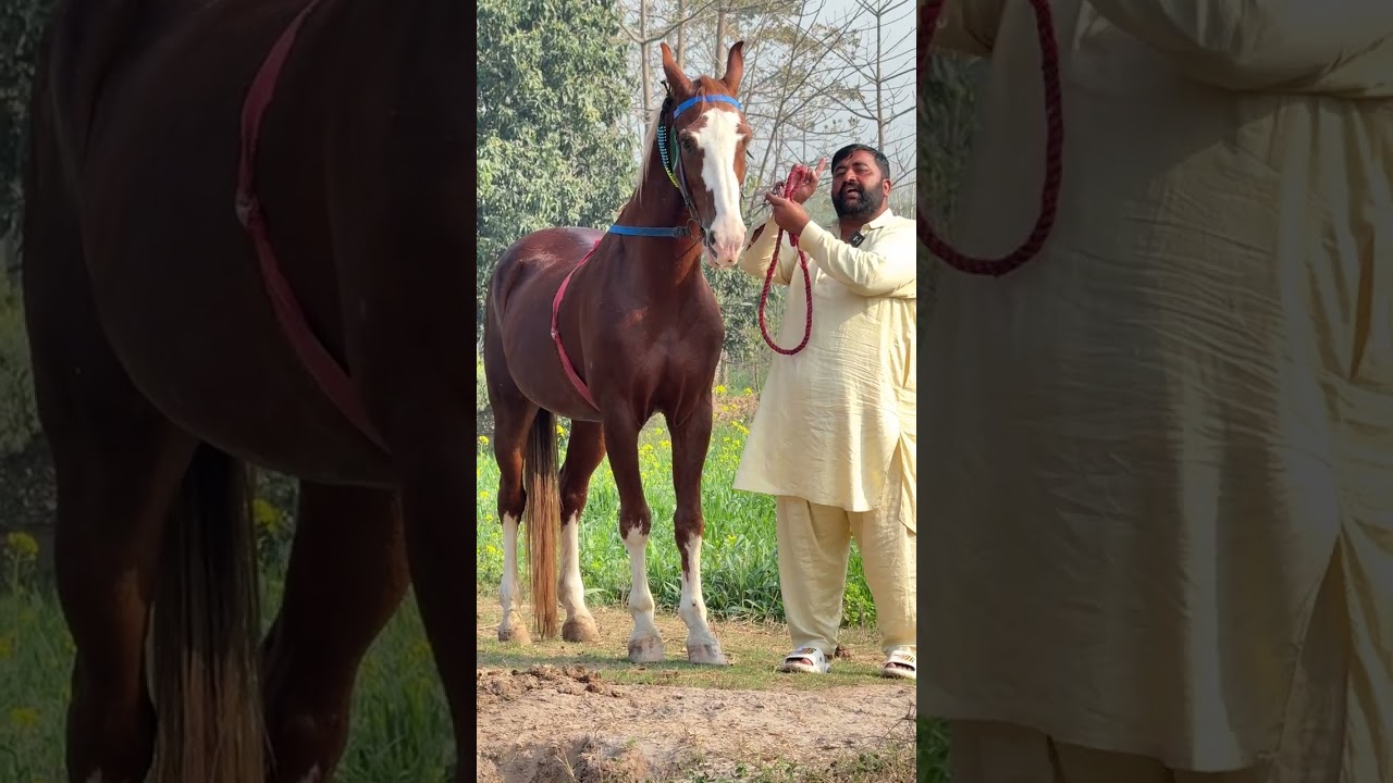 Top Class Horse In Pakistan | Horse Club 