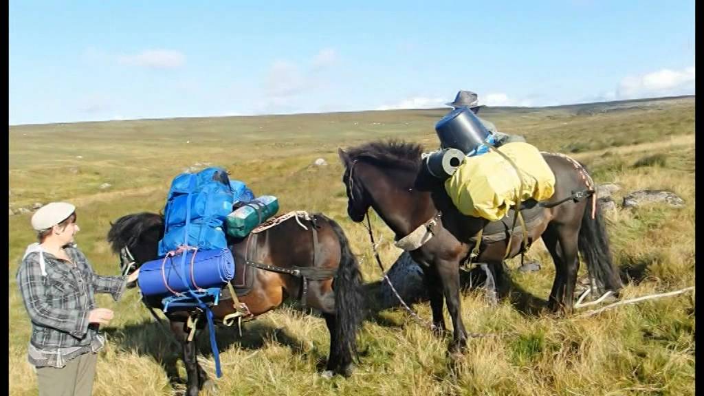 Pack pony