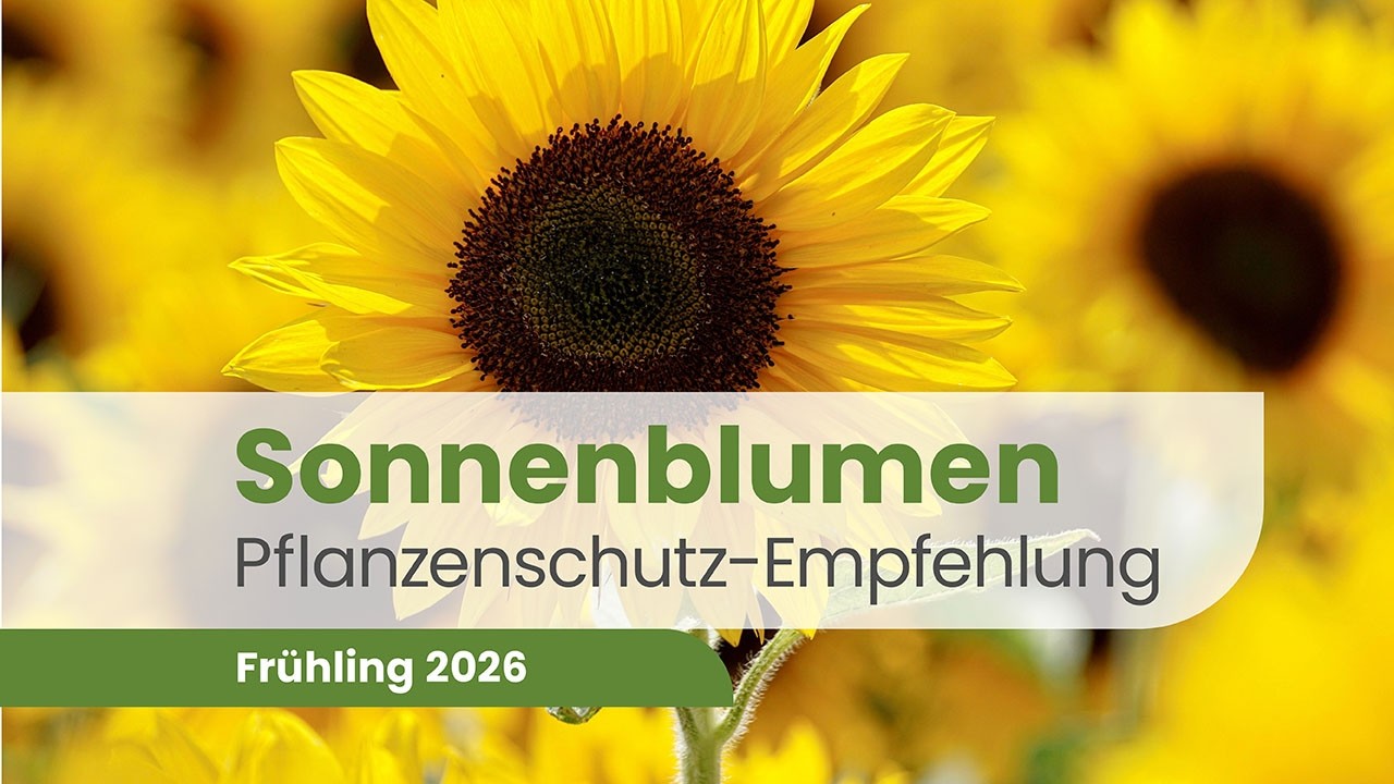 Sonnenblumen 2026 – Herbizidstrategie, Drahtwurm & Fungizide | Pflanzenschutz Beratung