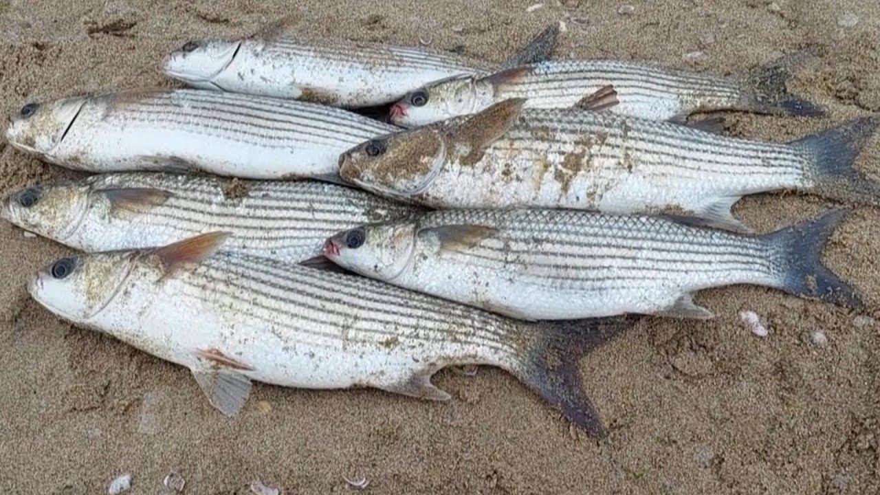 Modifica Galleggiante, Pesca a Bolognese...
