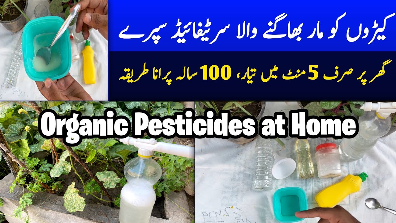 Simple Organic Pesticides At Home | Homemade Fungicide and Pesticide For Plant in Kitchen Gardening