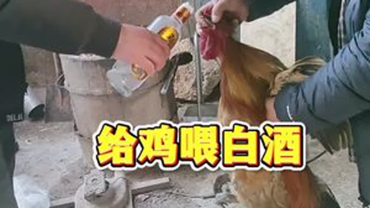 #养鸡小妙招