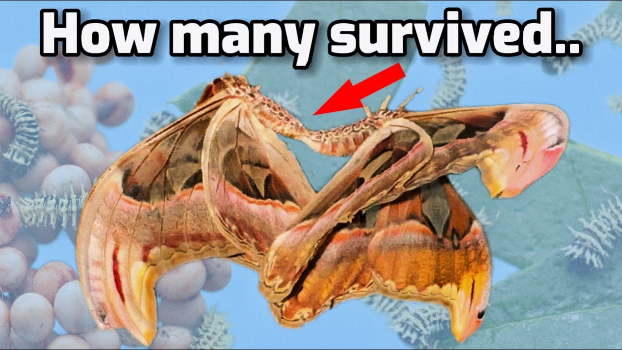 What happened to all the Atlas Moth eggs!?