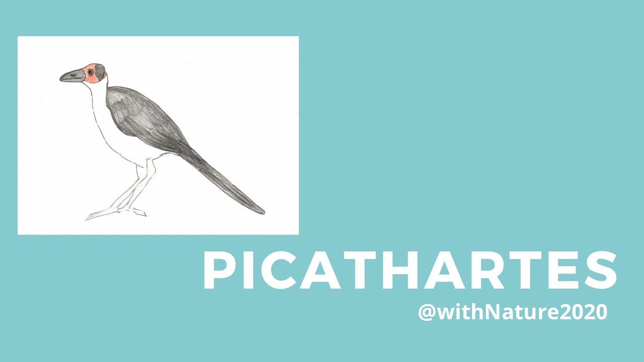 How to draw a White Necked Picathartes - @withNature2020 for GHANA
