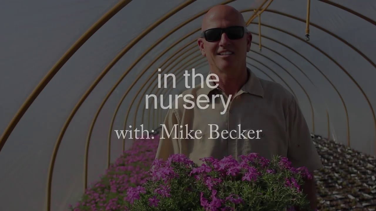 In The Nursery: Phlox subulata