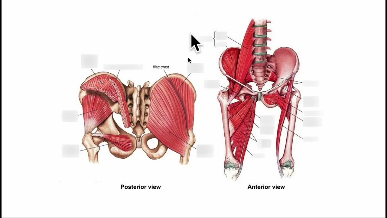 Pelvic Anatomy Explained: Muscles, Ligaments & Why They Matter for Movement
