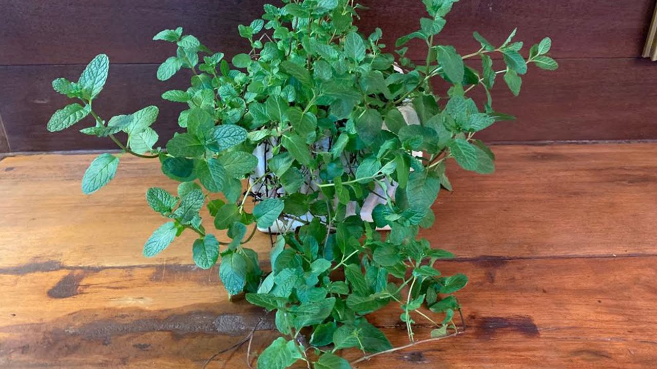 Hortelã em Vaso | Como Cultivar na Horta em Casa