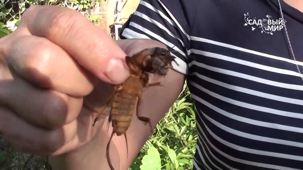 Как бороться с медведкой. Сайт 
