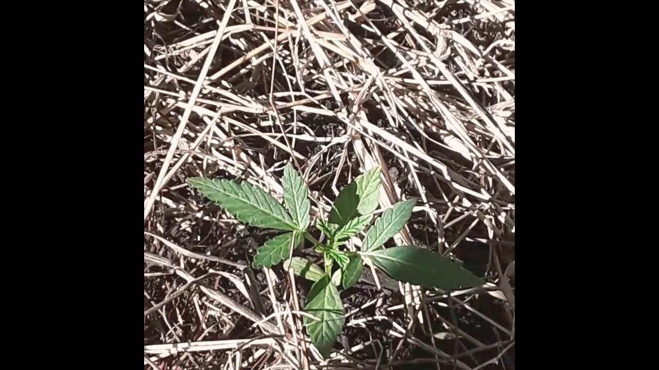 2020 CANNABIS OUTDOOR GROW (1-13)