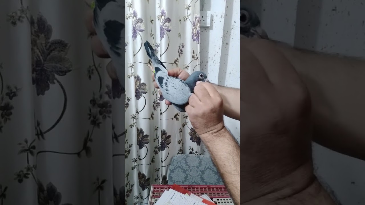لوفت عماد الملك الملك هذا حمام راح لخونه بطل حسين ابو علي من محافظة بغداد مدينه صدر 07714494797 ■