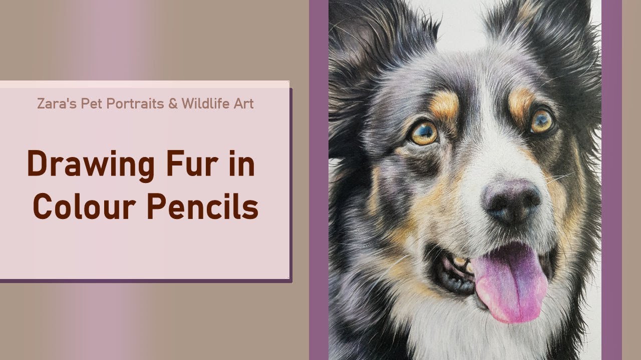 Drawing Fur with Colour Pencils - Border Collie Dog Drawing Pet Portrait
