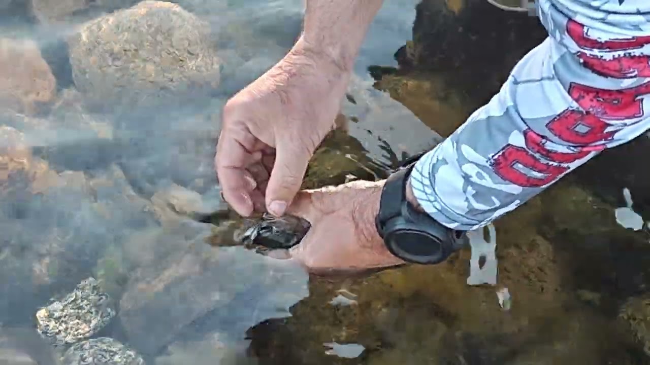 Bariloche Verano 2026 4k Lago Steffen Lago Gutierrez Nahuel Huapi Cascada de los Alerces Lago Traful