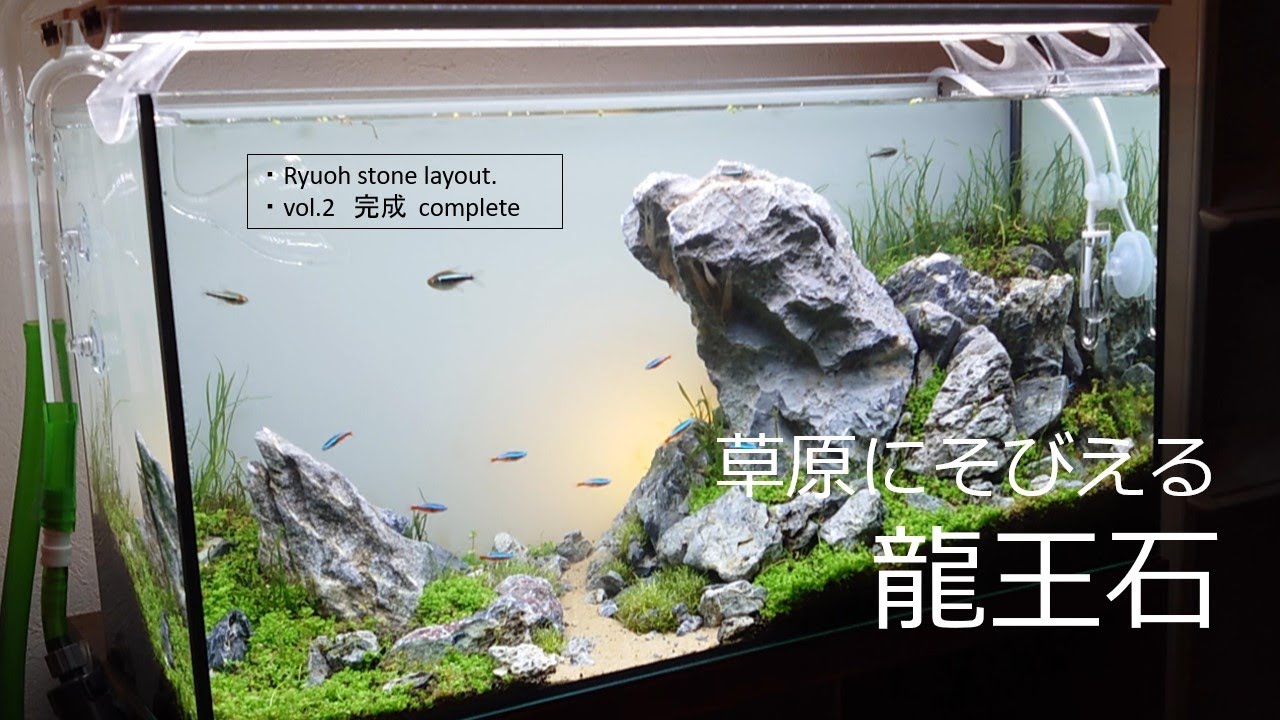 【アクアリウム】60cmスリム水槽、ADA龍王石レイアウト完成！ミスト式で育てたニューラージパールグラスの絨毯が美しすぎた！～vol.2 完成編～/Aquarium with Ryuoh stone!