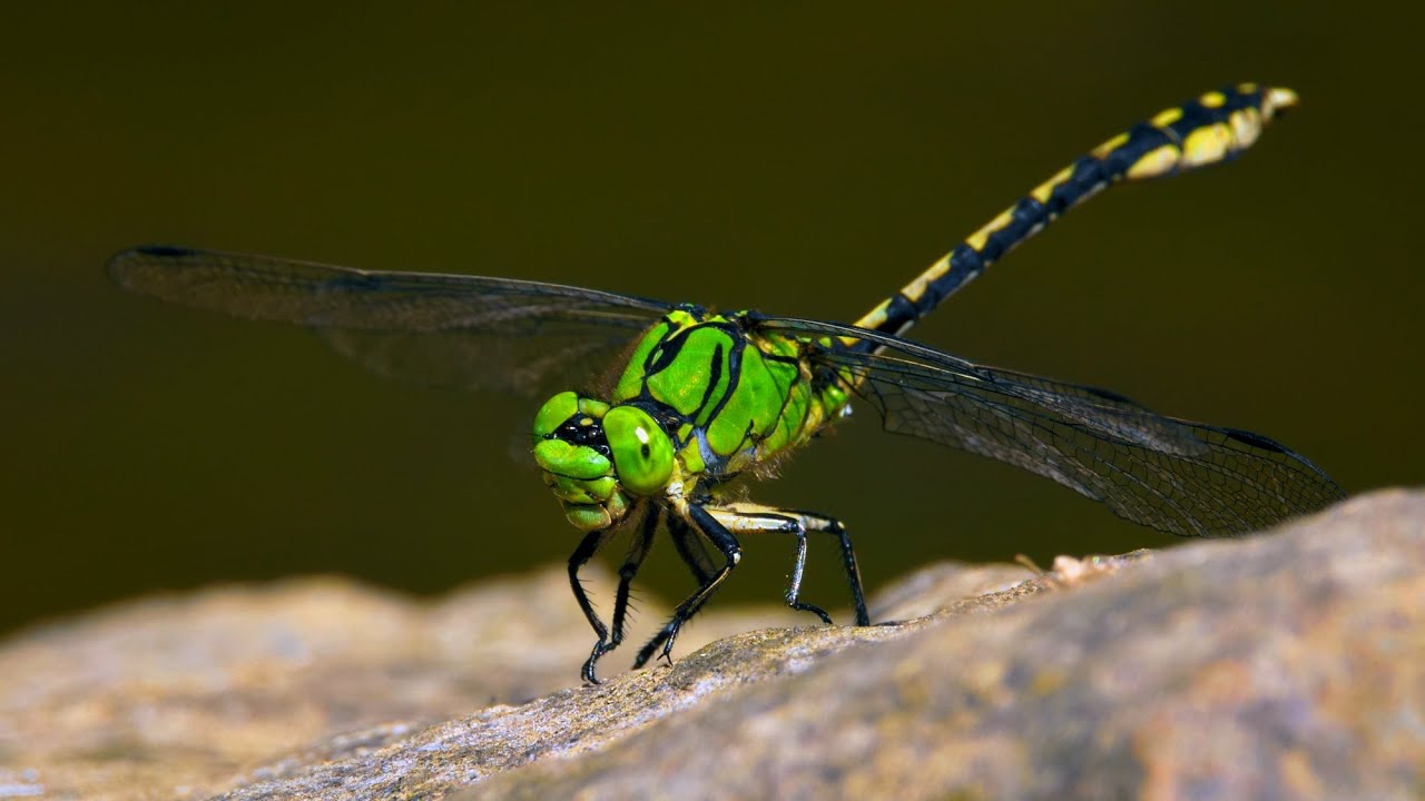 European dragonflies – Green snaketail (Ophiogomphus cecilia)