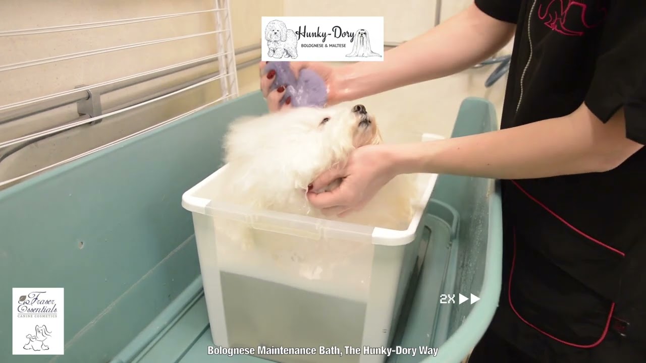 Bolognese Maintenance Bath, the Hunky-Dory Way
