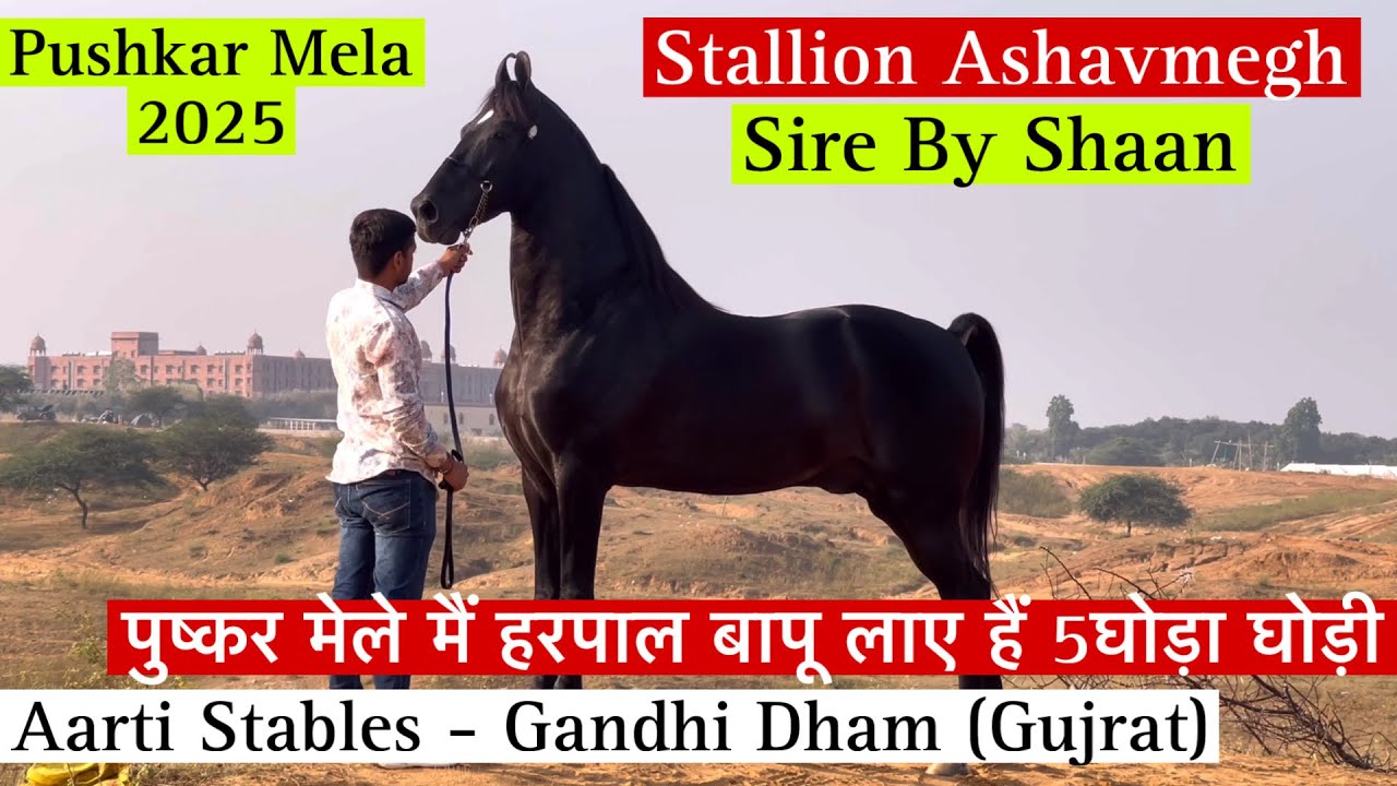 पुष्कर मेले मैं हरपाल बापू लाए हैं गांधीधाम से अश्वमेघ घोड़ा पहली बार !