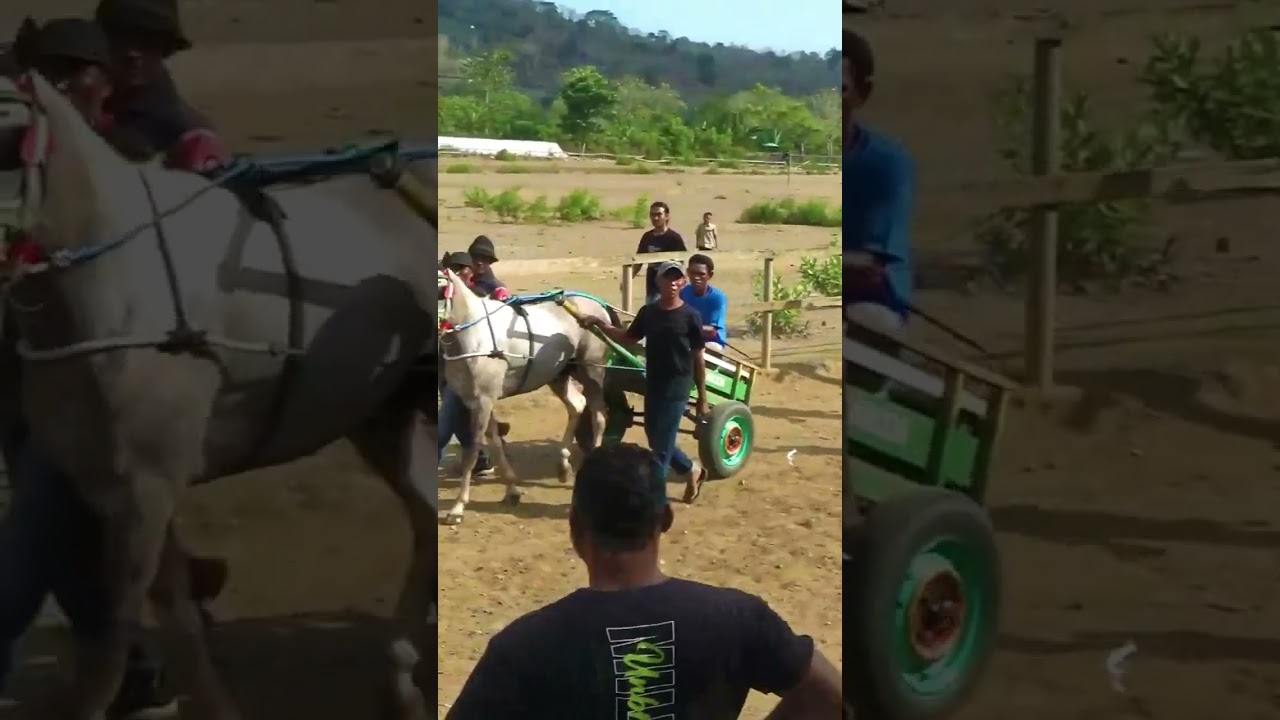 Aturan Sebelum Berlaga Duel Gerobak Pacu #racinghorse #pacuankudaindonesia #horse #kudacikunir