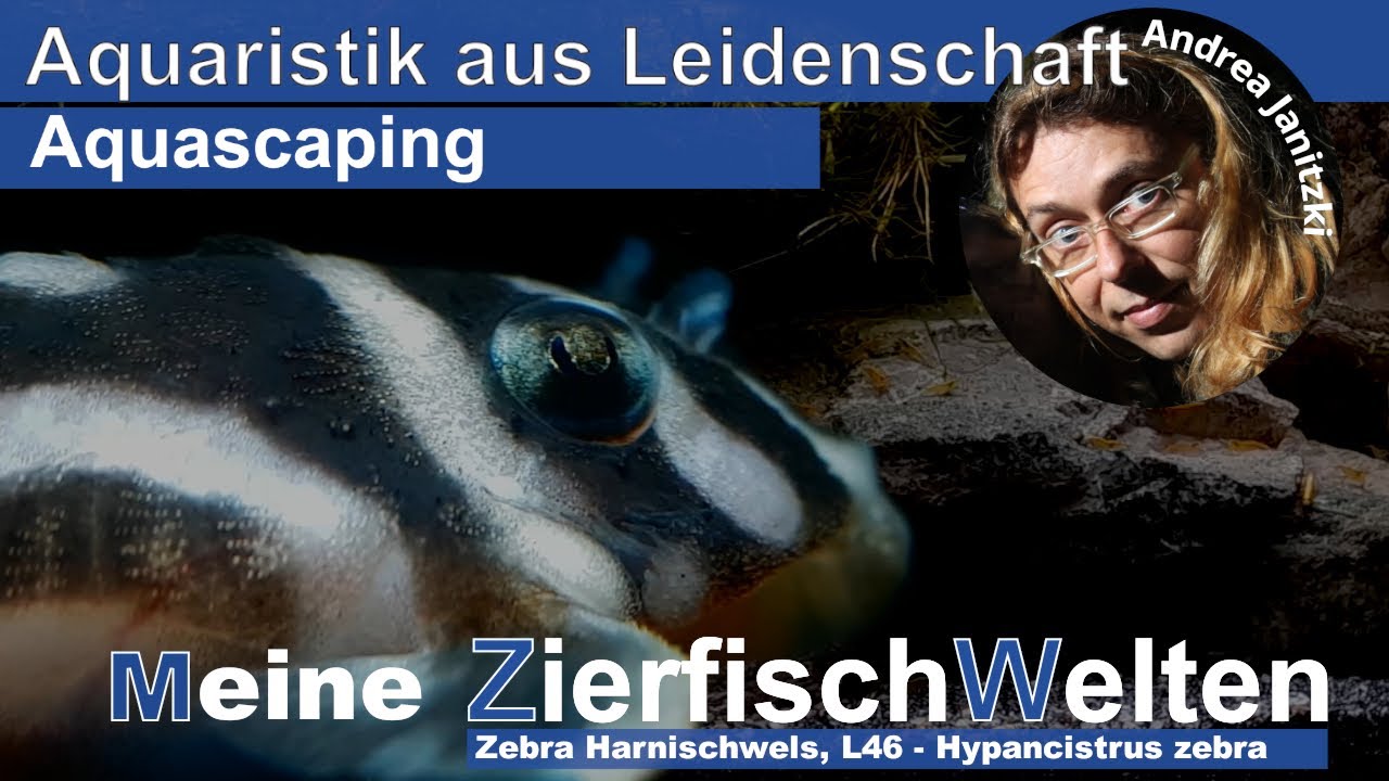 Beckenvorstellung - L46 - Hypancistrus zebra