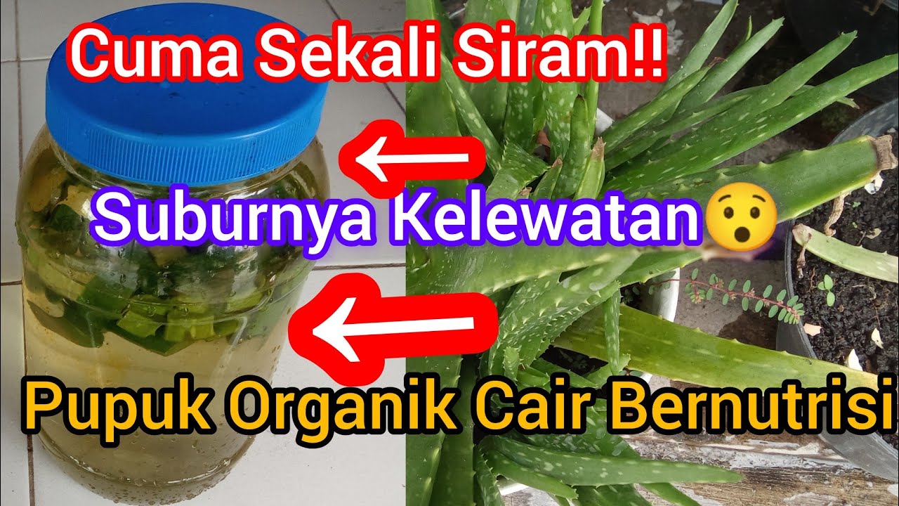 Cara Membuat Pupuk Organik Cair Bernutrisi Tinggi - Dari Lidah Buaya/Aloe Vera