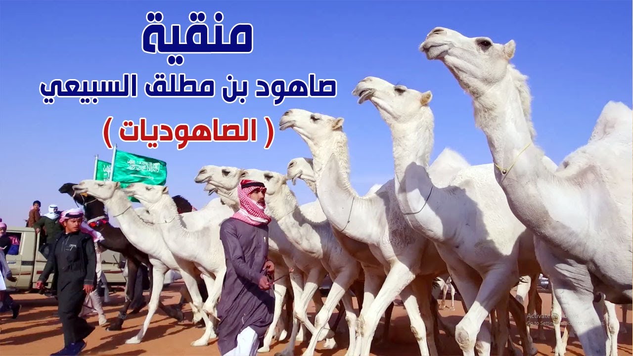 منقية / صاهود بن مطلق بن صاهود السبيعي ( الصاهوديات 2021 )