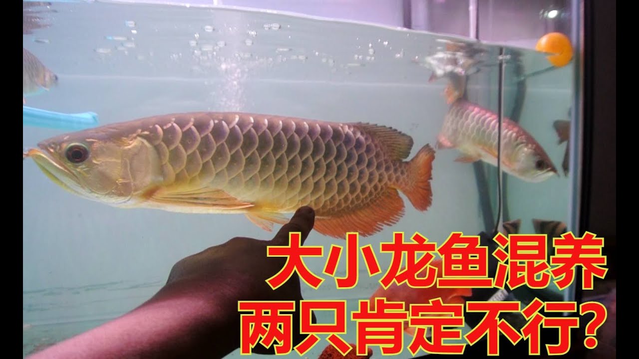 大小龙鱼混养 两只肯定不行