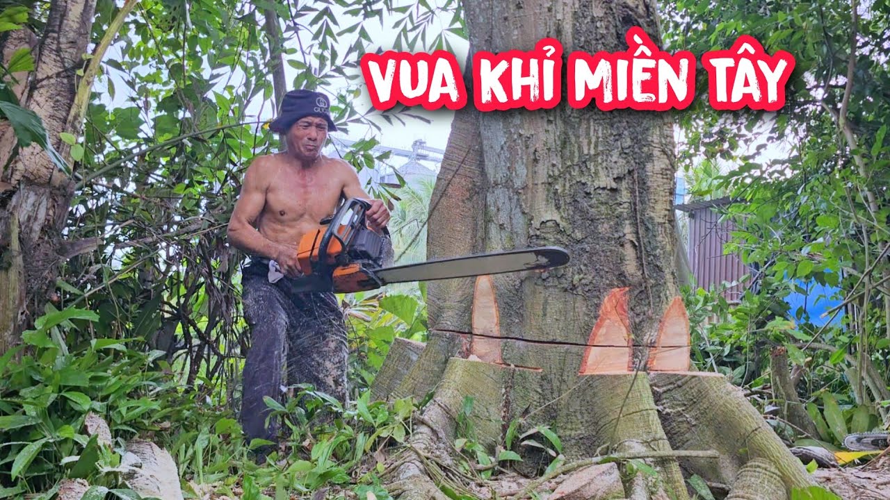 Vua Khỉ bỏ chạy khi cưa hạ cây Gòn Khủng trong khu vườn hoang vì sao???