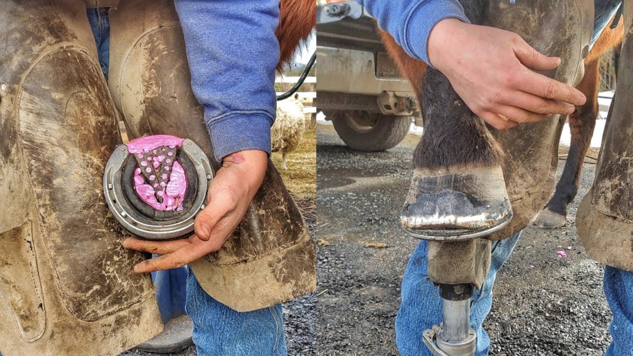 Amazing Recovery - Trimming Foundered Horse (Fudge) - Laminitis Edition - Hoof Care - Part 2 #foryou