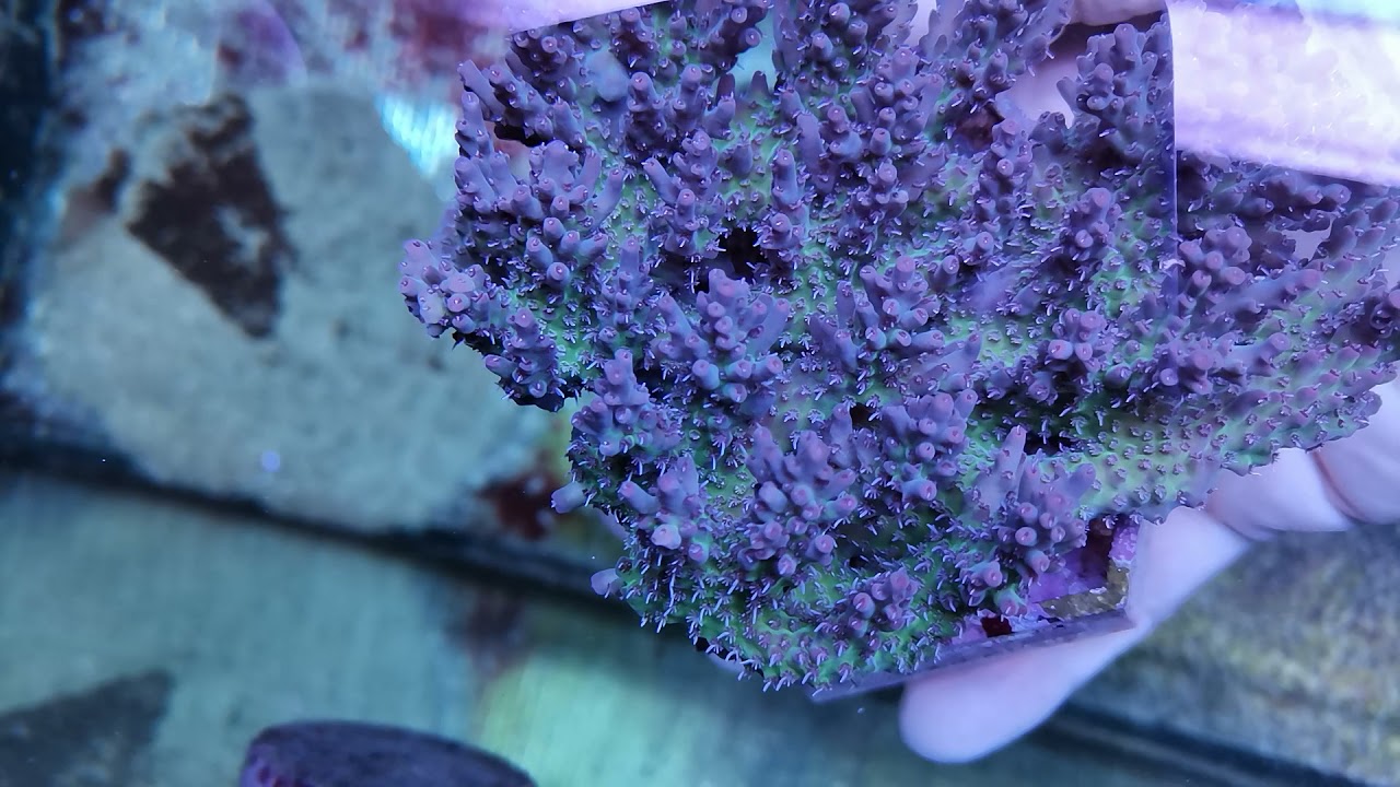 Acropora Microclados XXL Coral gandalf
