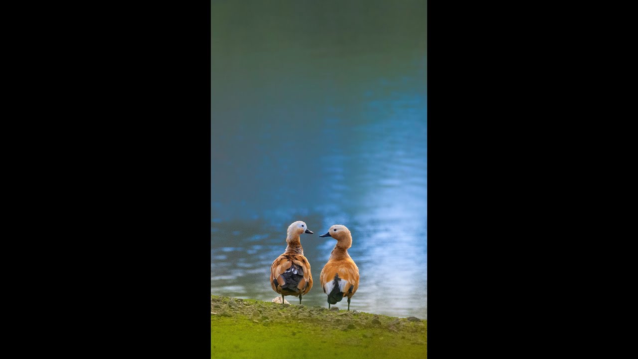 Ambient Duck Pond