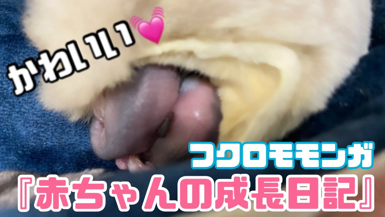 【フクロモモンガ】赤ちゃんの様子♥