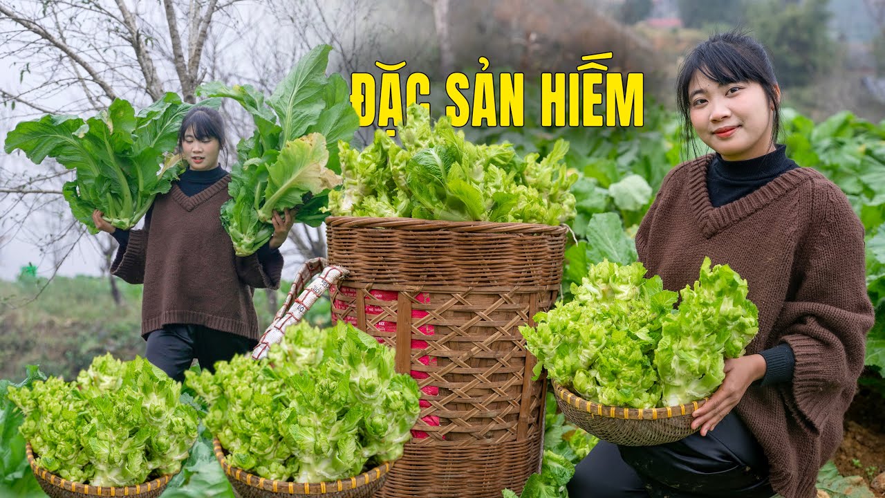Harvesting an extremely rare vegetable that can only survive in freezing climates at 0°C