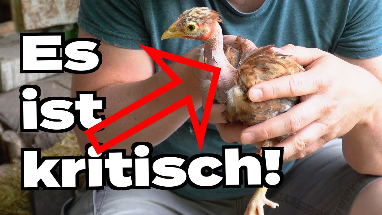 Nackthalshühner Rosenkamm: Extrem kritisch in 2022!