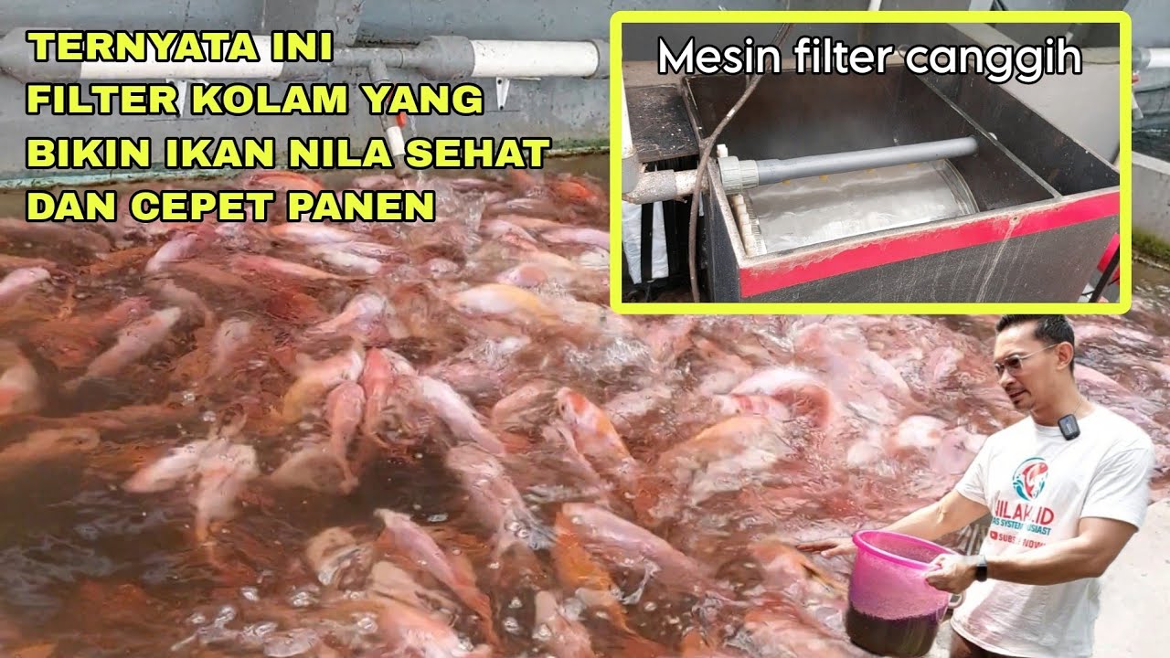 TERNYATA INI, FILTER KOLAM YANG BIKIN IKAN NILA SEHAT DAN CEPET PANEN
